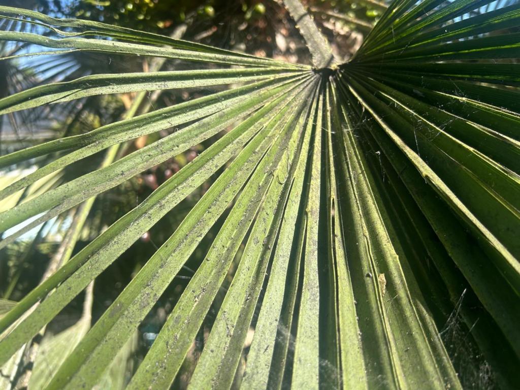 IMG_2147.jpeg