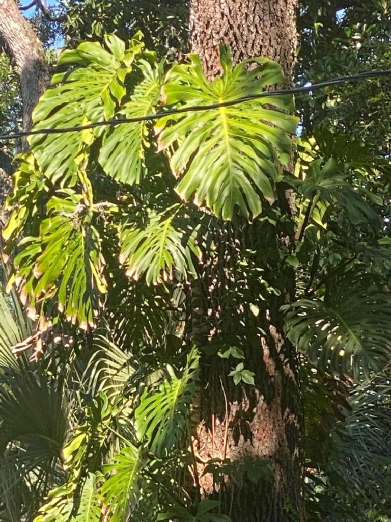 IMG_4040.jpeg