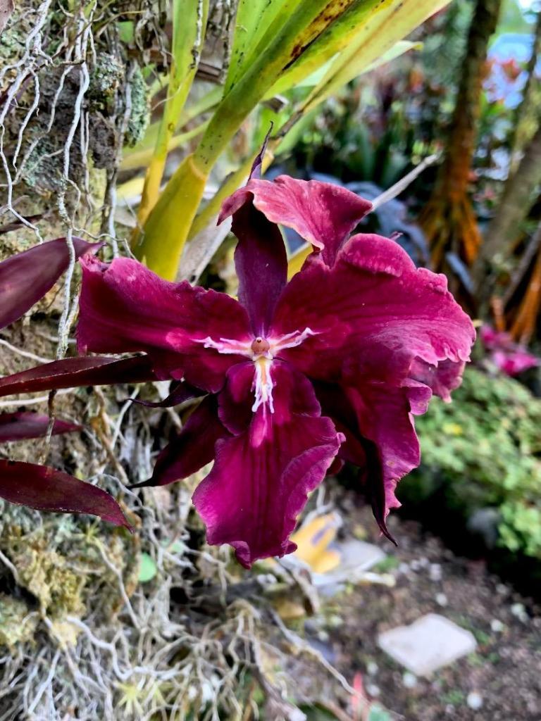 IMG_9806.jpeg