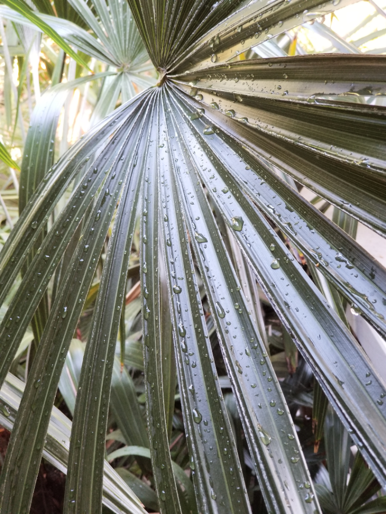 NeedlePalms.png