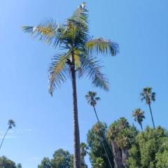 palmkid