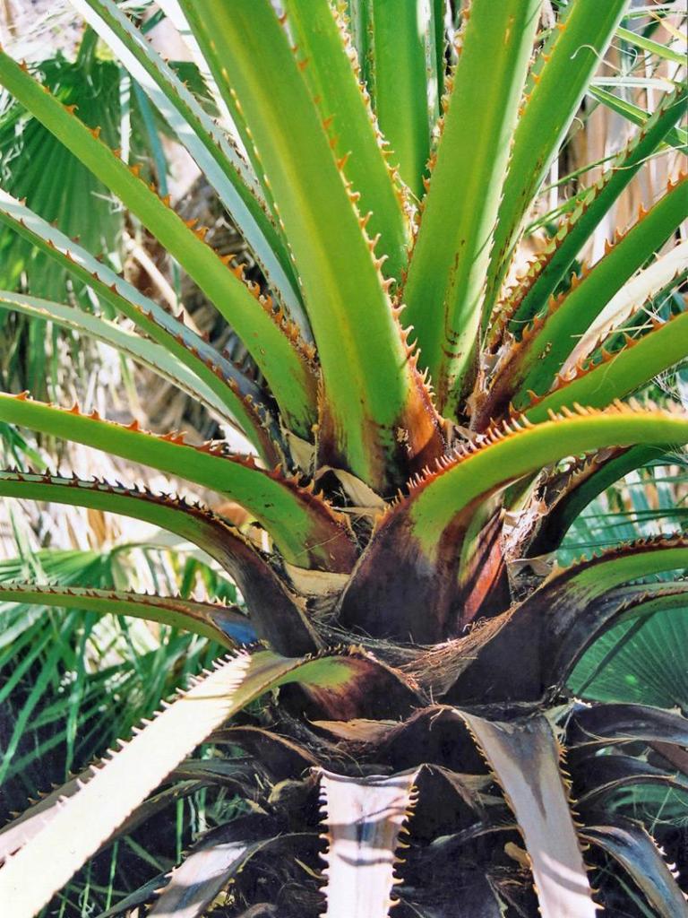 palm-center.thumb.jpg.d655ece11c0a5eaf9287c9655a97b2c1.jpg