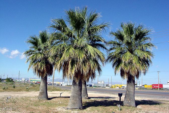 673px-Washingtonia_filifera.jpeg.0ba112eb0def0dfa09905abc01398767.jpeg