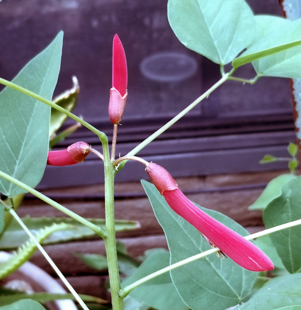 Erythrina.png