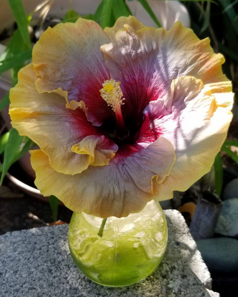 Hibiscus2.png