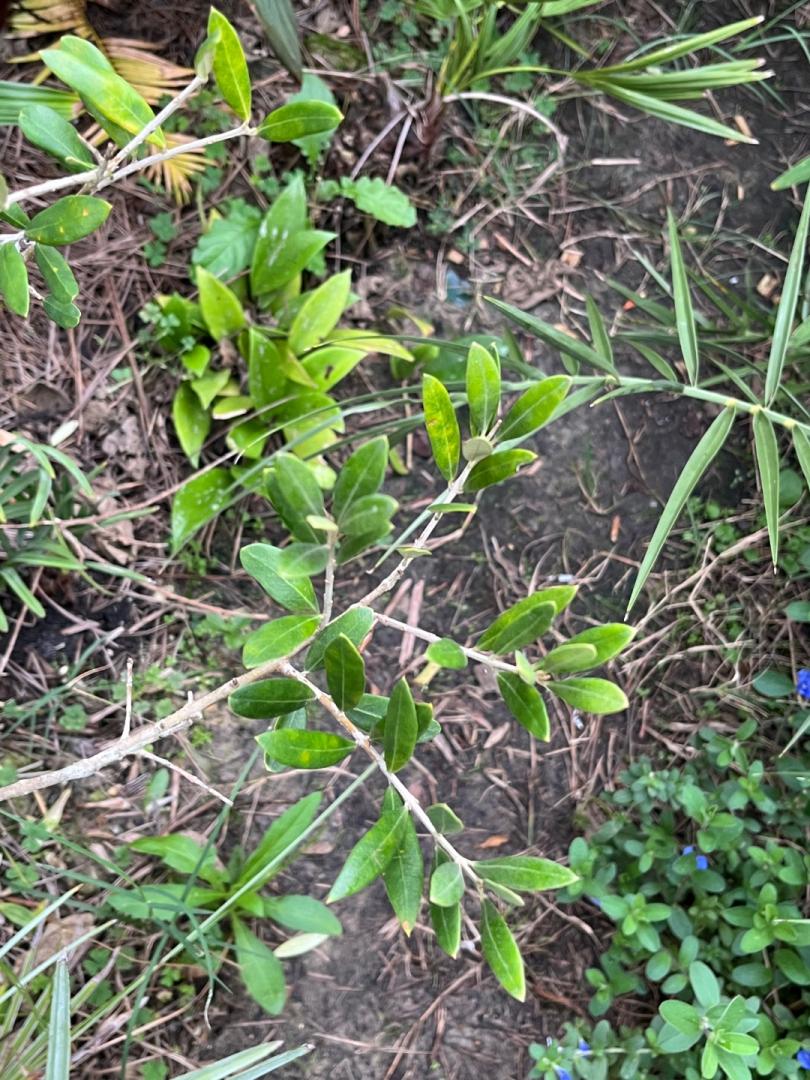 Olive declining? TROPICAL LOOKING PLANTS Other Than Palms PalmTalk