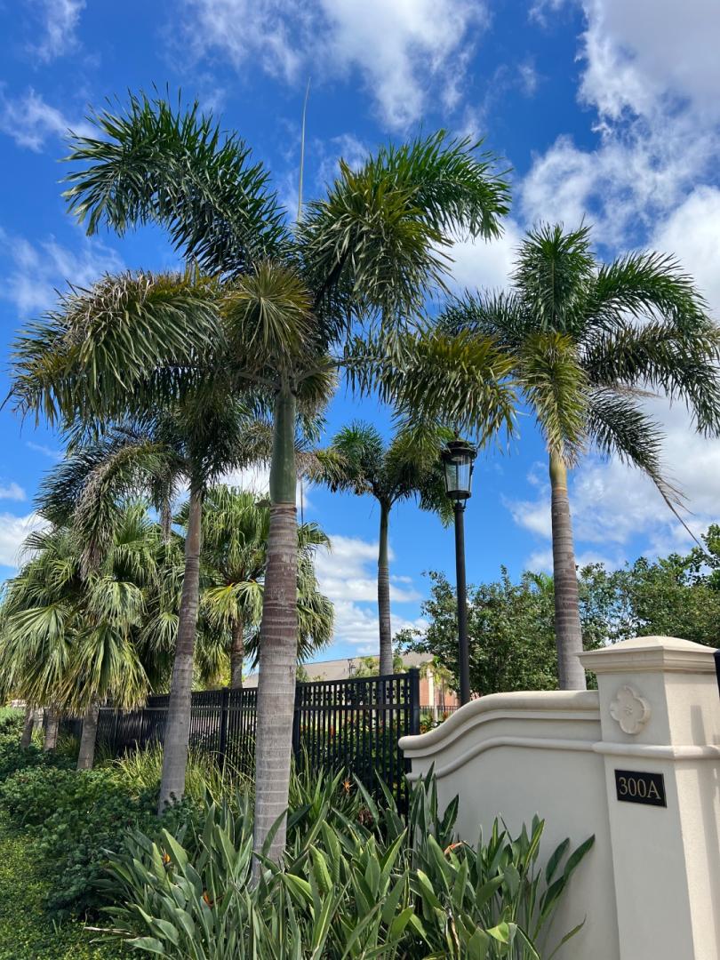 Zone 10 Palms in Corpus Christi Micro Thread! - DISCUSSING PALM