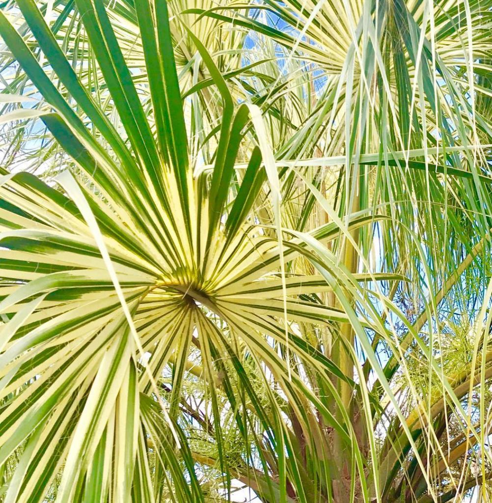 Parent Sabal.jpg