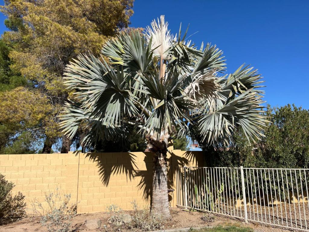 bismarck palm.jpg