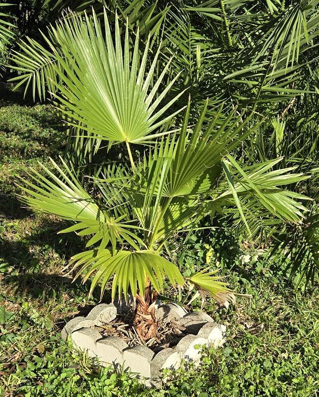 0001_Washingtonia_robusta_00.jpg.5e513c4ac58b56b06566c0a5087eee48.jpg