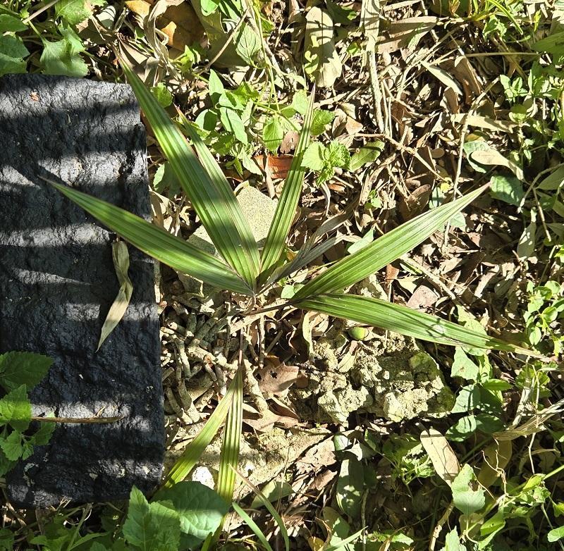 0005_Dictyosperma_album_conjugatum.jpg.6499b46730afa63492391aa977c17379.jpg