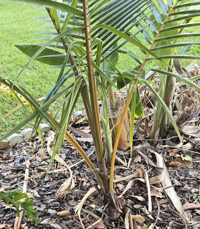 01_PanamaTall_petioles.jpg.6f5b28113ac0279ea10af0b432254c8f.jpg