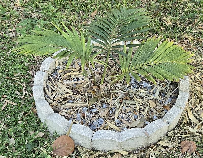 07_Chambeyronia_Kentiopsis_oliviformis.jpg.61c3ce6718802cea98eed47c3b3affca.jpg