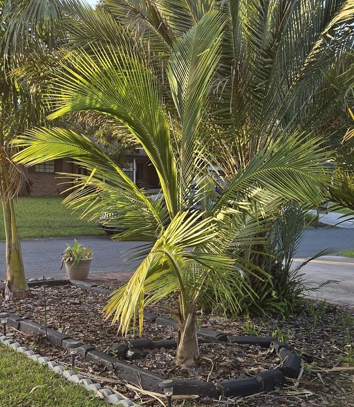 17_GreenMalayan_Coconut.jpg.ea70501e7f5e26339f9382f118fd1be4.jpg