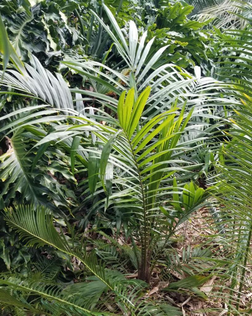 20241020_133426ElaeisGuineensis.thumb.jpg.39726b8f95acd380adbf5ec8f48f8c98.jpg