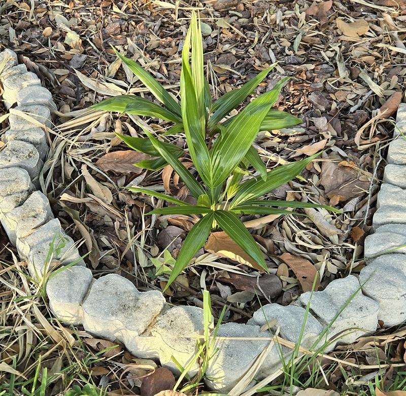 33_Chrysalidocarpus_pembana.jpg.87cfd4e3e725da242b5eac9e0b5c6920.jpg