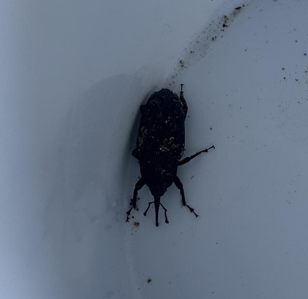 Beetle.jpg