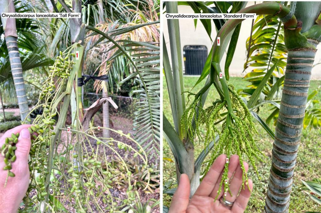 Chrysalidocarpuslanceolatuscomparisonflowers.thumb.jpg.f84e5c0eae39302419b1b57e0ad383f6.jpg