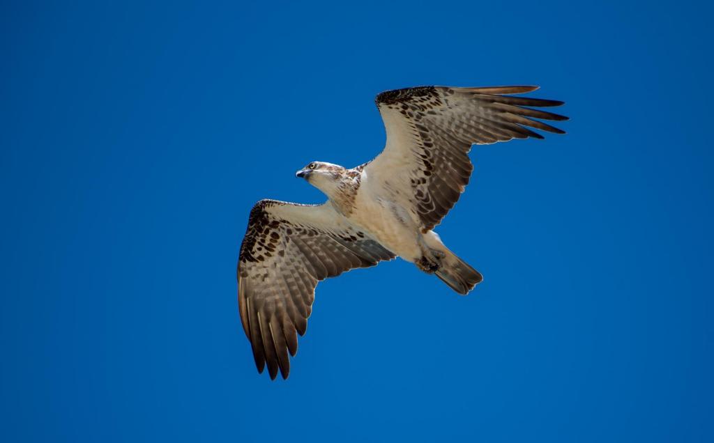 DSC_0385.thumb.jpg.b904f0197dcd19188485184ae5c2b06b.jpg