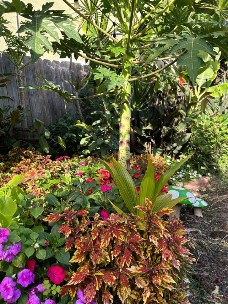 IMG_1508.thumb.jpeg.ef3692aa662e9eea7e13c97f51a3d45e.jpeg