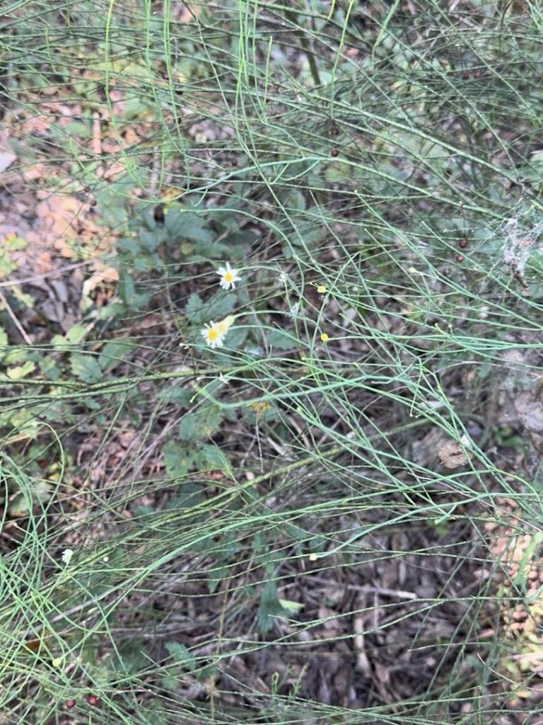 IMG_3557.jpeg