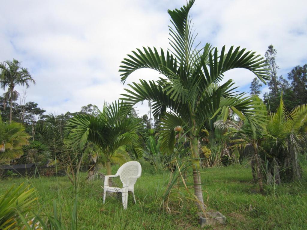 Ponapealedermanniana_pair_MLM_102024.thumb.JPG.b7ad3304d267da5670e6e85dd540af92.JPG
