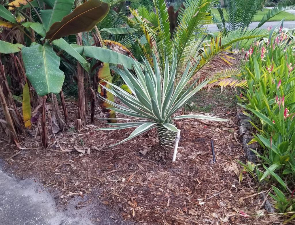 20240721_191207agaveangustifolia.thumb.jpg.7245ac385d38ea740cd9d245076a8804.jpg