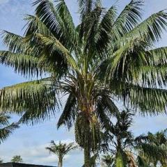 Kentia King