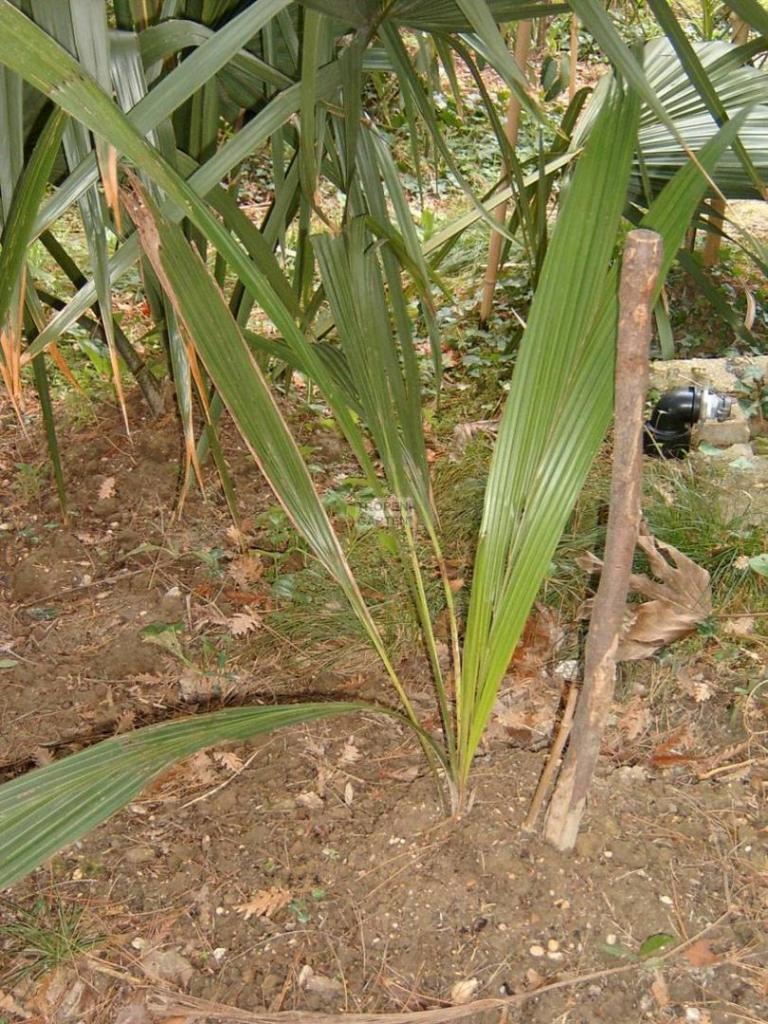 B-Parajubaea-torallyi-4.thumb.jpg.9481c278b5b96f3673872047f7155188.jpg