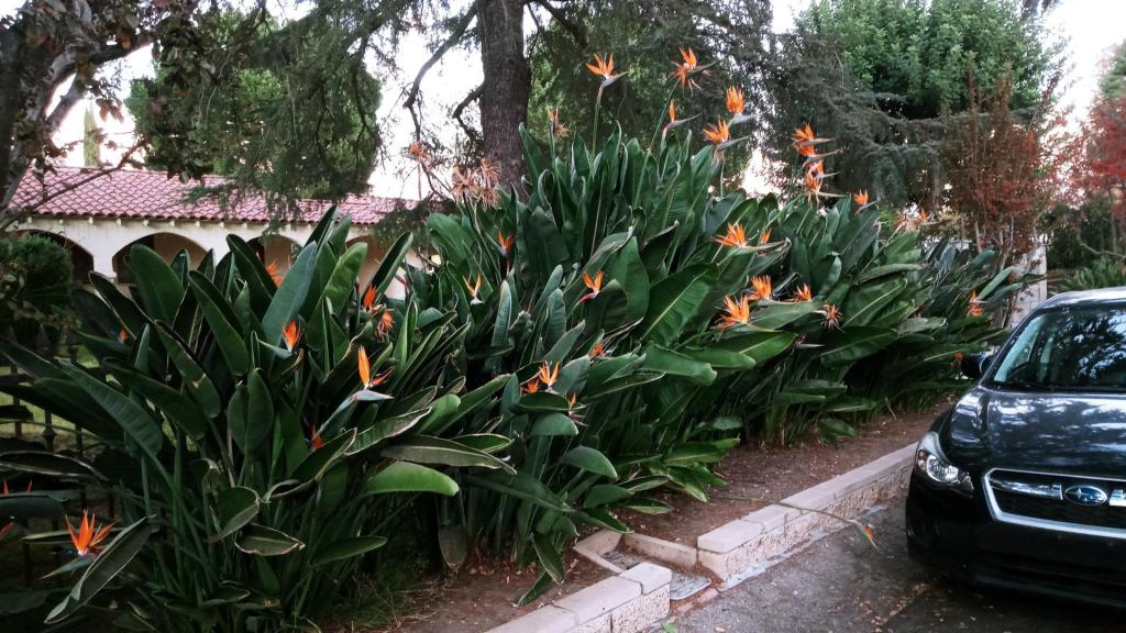 Birds of Paradise 2.jpg