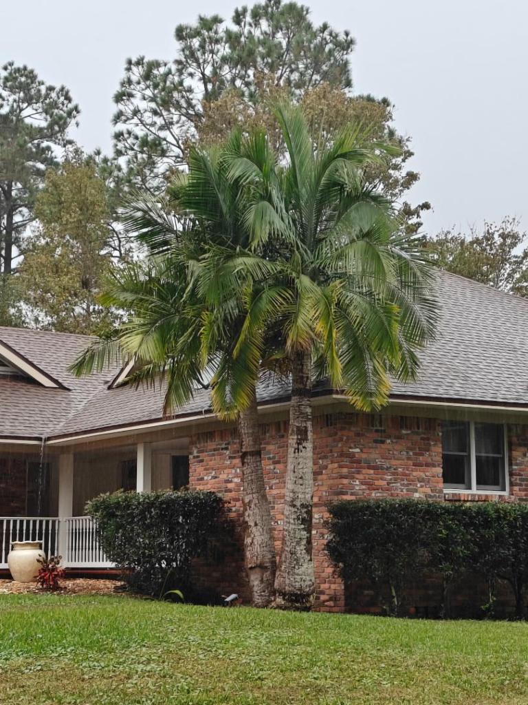 Fernandina-ONeillmajestypalms.thumb.jpg.3c2a384017f5ac43b6b4cb783bb4f240.jpg