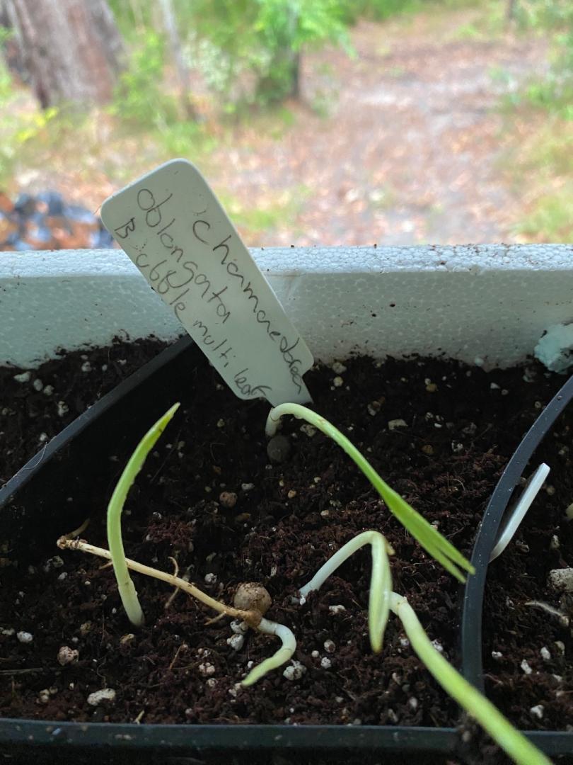 On the potting bench with some chamaedorea varieties DISCUSSING PALM