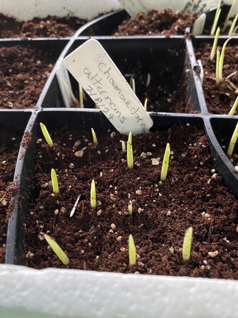 On the potting bench with some chamaedorea varieties DISCUSSING PALM