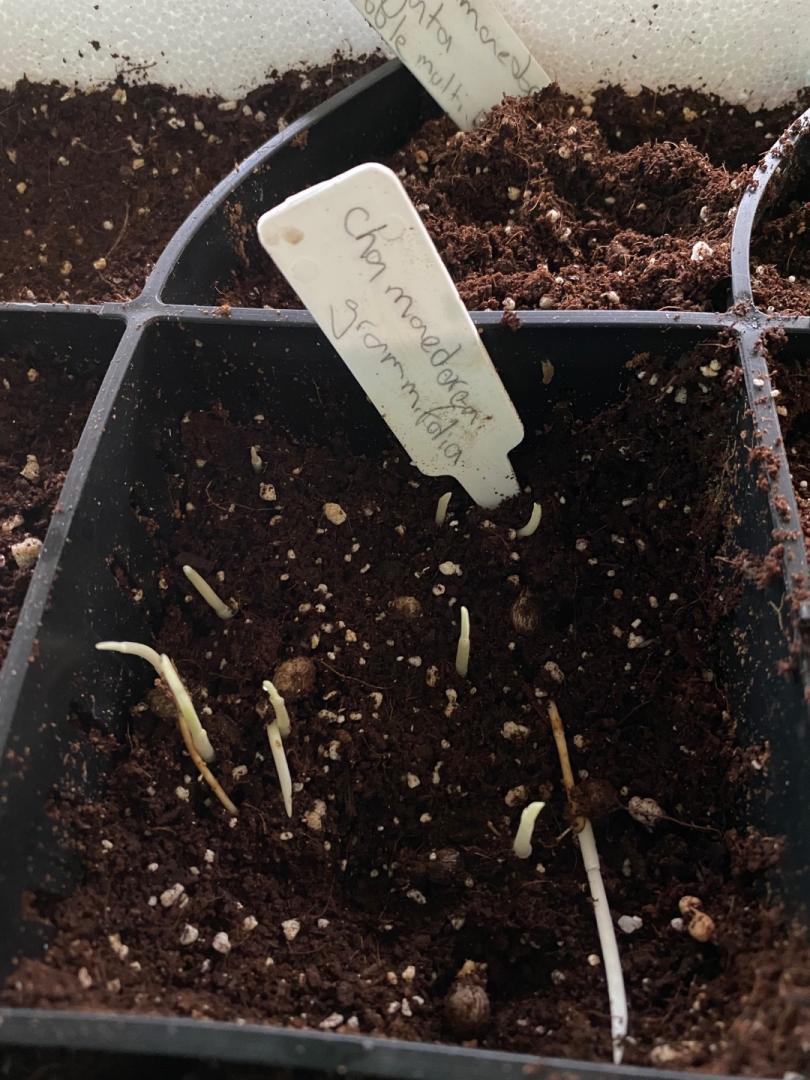 On the potting bench with some chamaedorea varieties DISCUSSING PALM