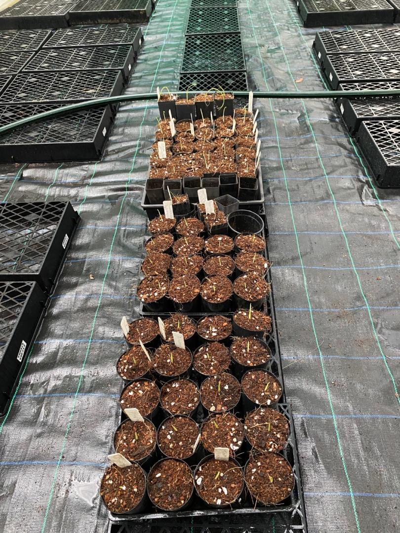 On the potting bench with some chamaedorea varieties DISCUSSING PALM