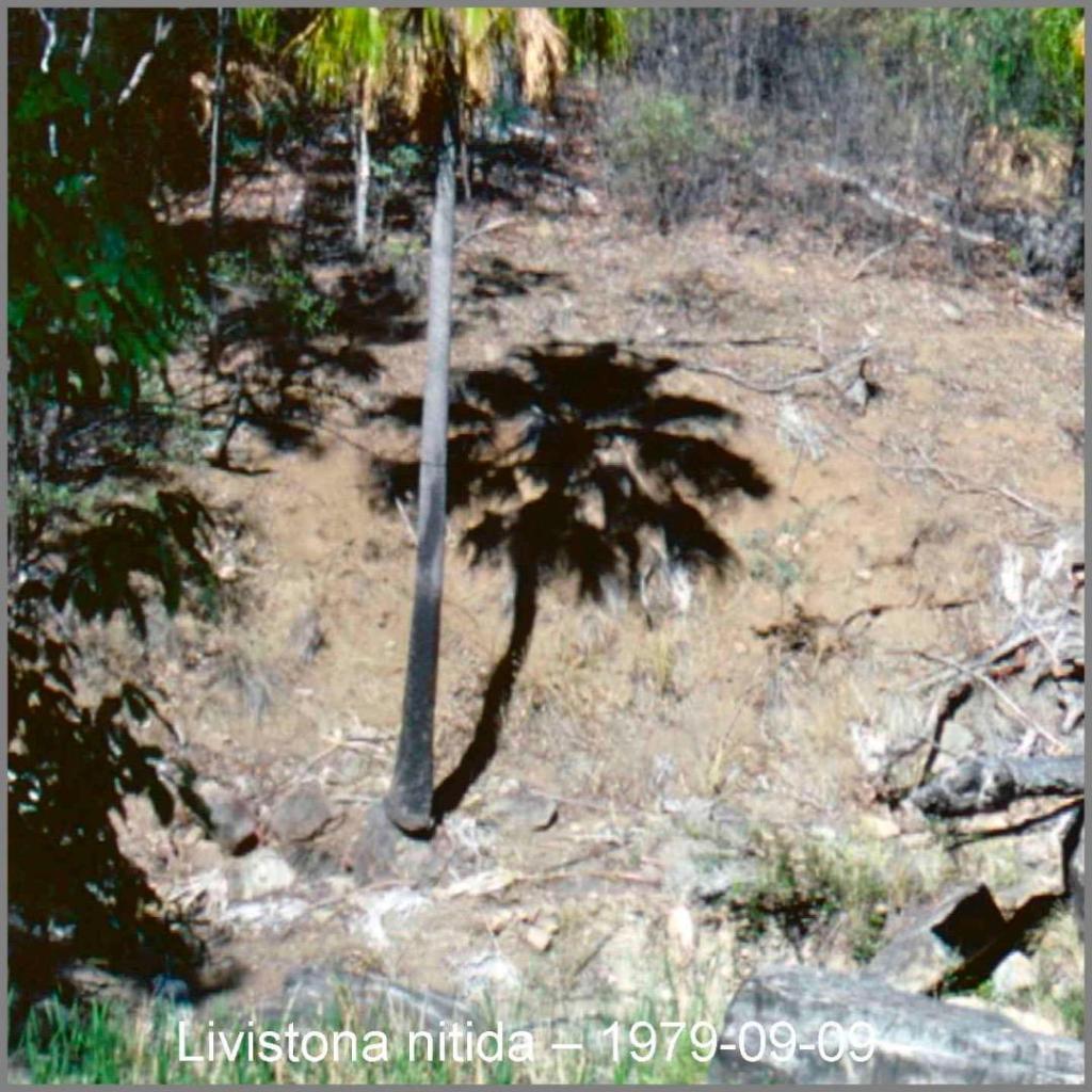 Livistonanitida1979-09-09D2623.thumb.jpg.4db85c9e7c17b3a32071bee3c83afe91.jpg