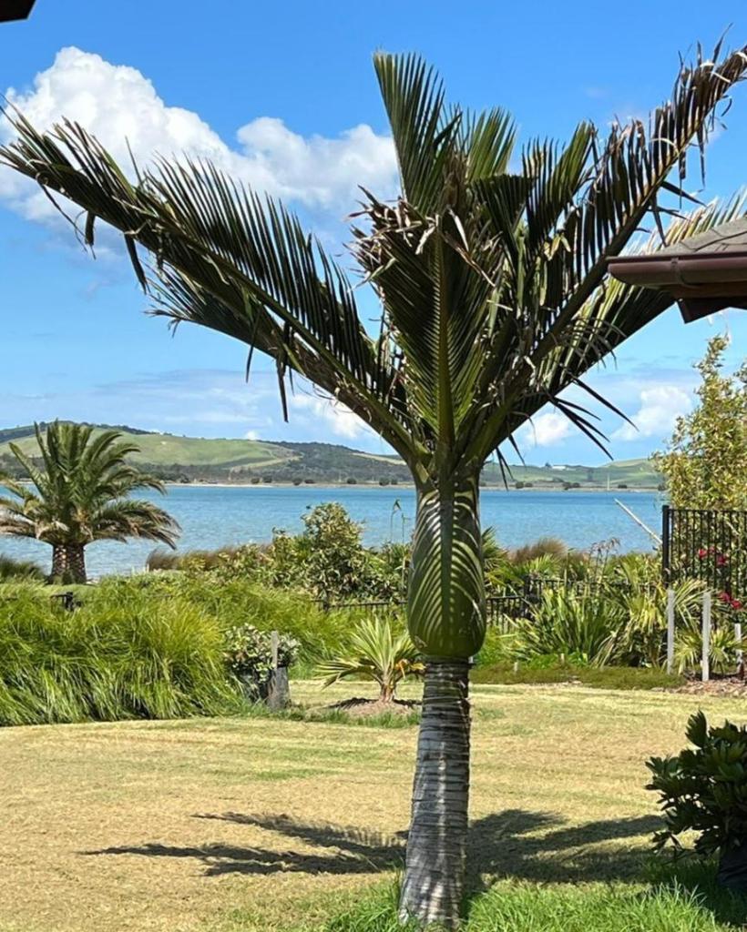 Nikau shadow.JPG