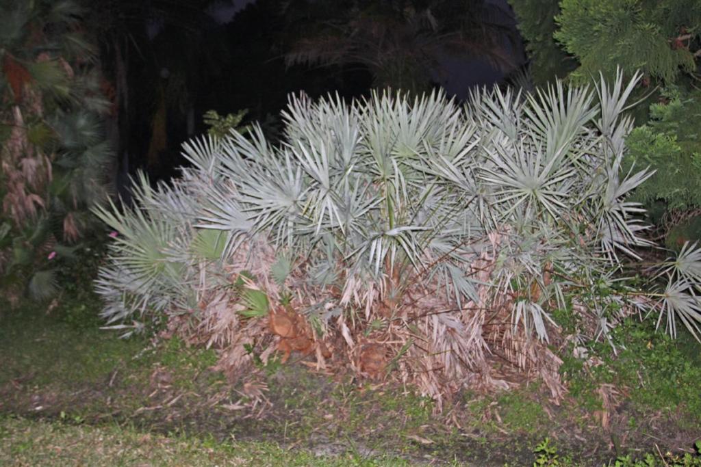 Seronoa repens1.jpg
