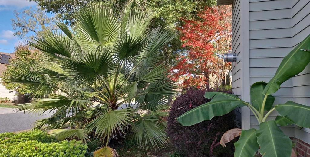 Washingtonia cluster.jpg