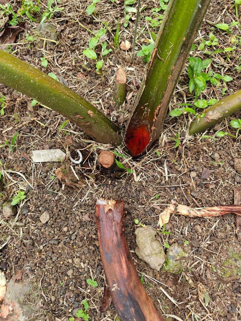 chrysalidocarpus-titan-1.jpg