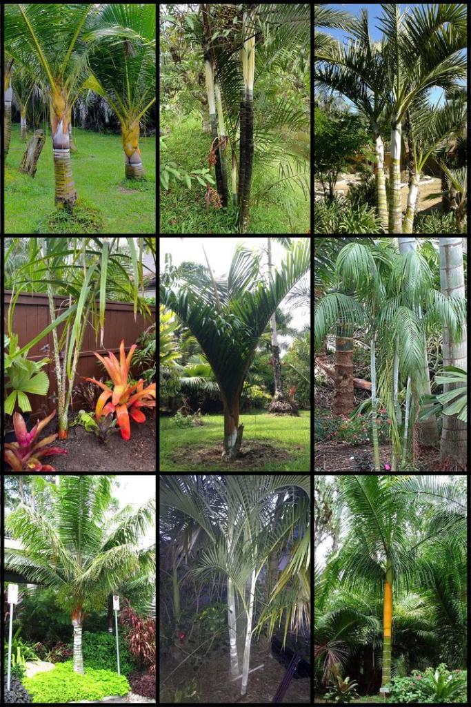 dypsis.thumb.jpg.14b2abb7564b4662511cc42bc5482fc6.jpg