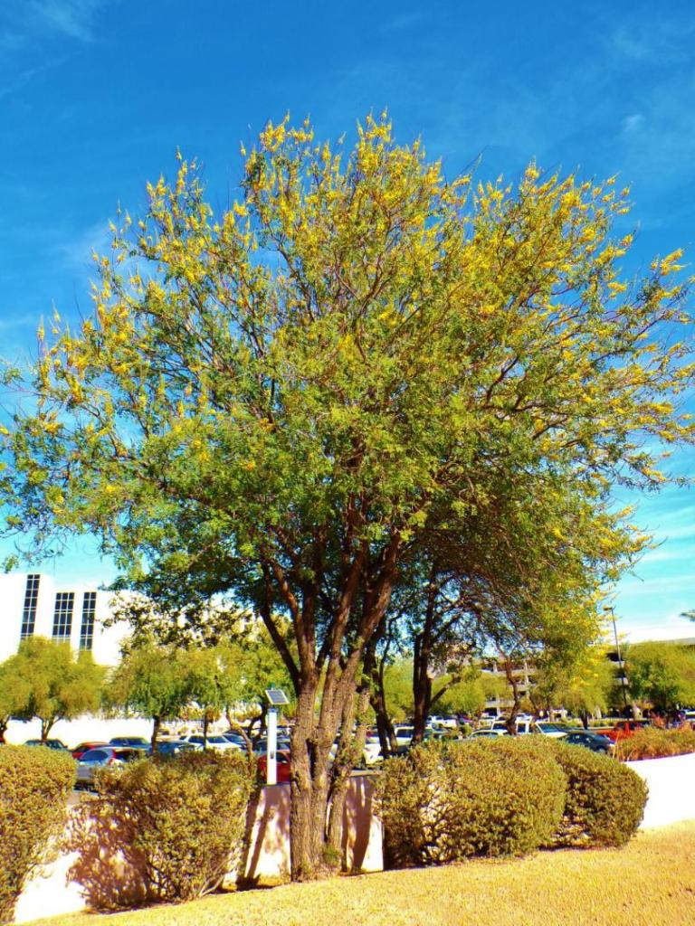 100_3772.thumb.JPG.22e23e8e4e6c47b0a6b556b4204c01e5.JPG
