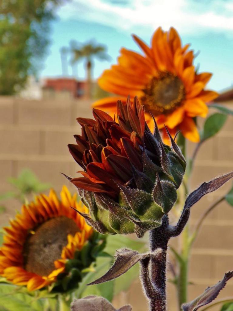 100_4202.thumb.JPG.33d63889f721d95a8f370e7e15eca7e0.JPG