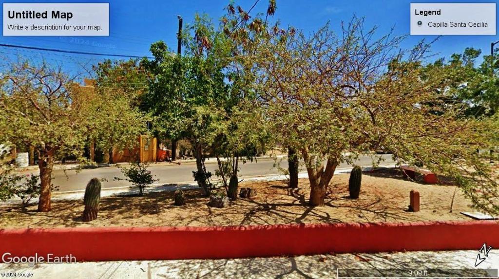 Bursera1LaPazBCS.thumb.jpg.c1ddef4317f86154178fef27d04fd871.jpg