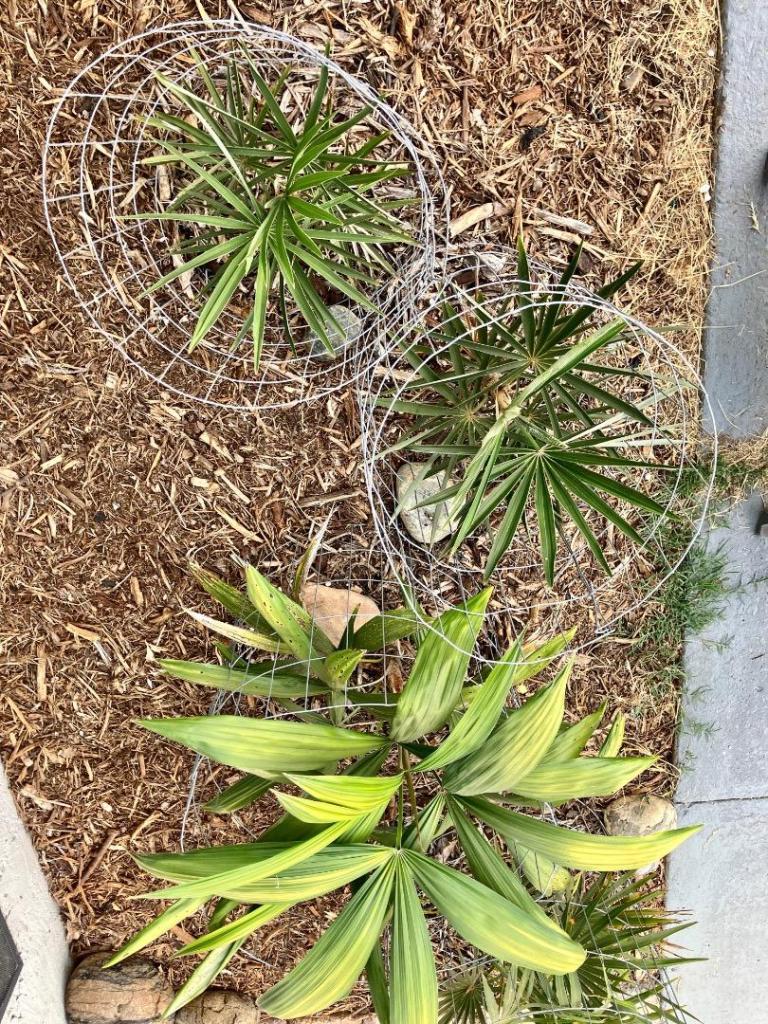 IMG_0411.jpeg