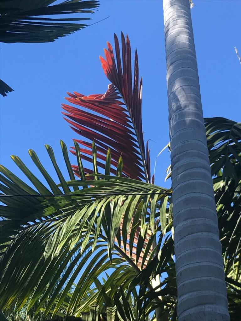 IMG_2093.thumb.jpeg.c269690922063b50329fea29645d55d1.jpeg