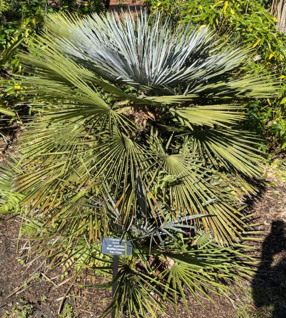 PXL_20241130_183340674LeuGardensChamaeropsCerifera.thumb.jpg.b1ba276380acaaf8ac163e407624910b.jpg