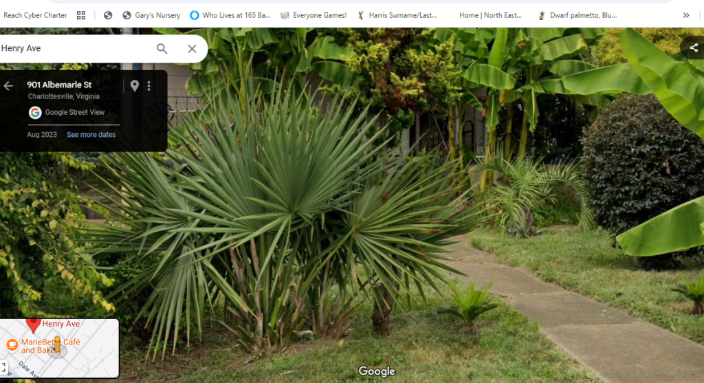 palm 1000.PNG