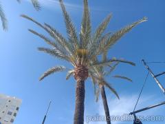 Phoenix Dactylifera