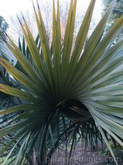 Sabal Bermudana leaf